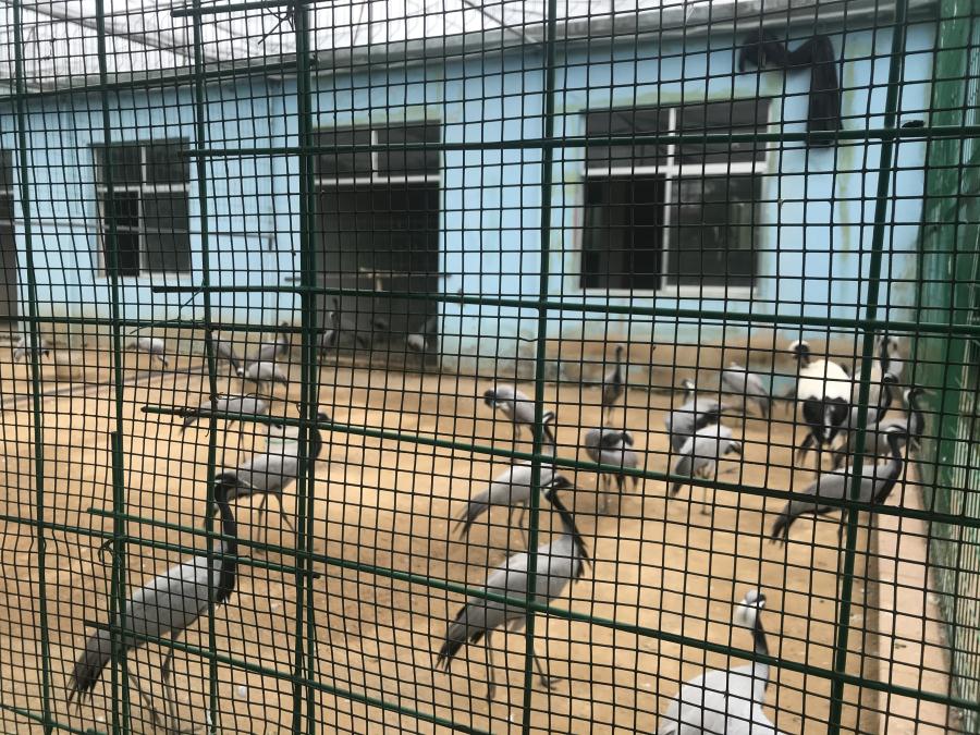 天鵝湖風(fēng)景區(qū)（泰山）速覽！(圖5)