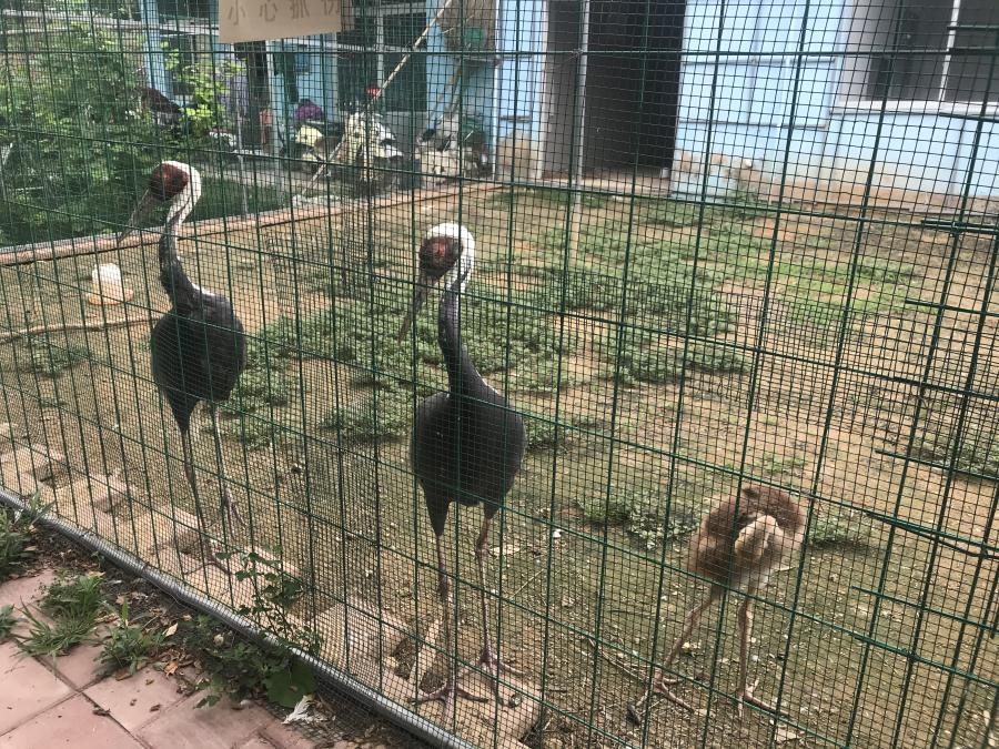 天鵝湖風(fēng)景區(qū)（泰山）速覽！(圖6)