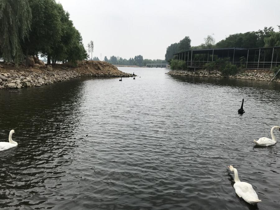 天鵝湖風(fēng)景區(qū)（泰山）速覽！(圖14)