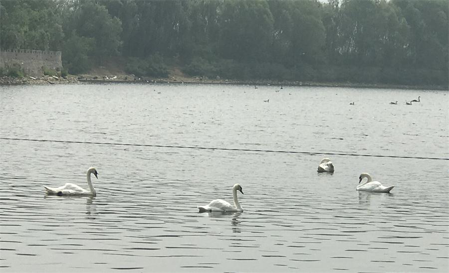 天鵝湖風(fēng)景區(qū)（泰山）速覽！(圖18)