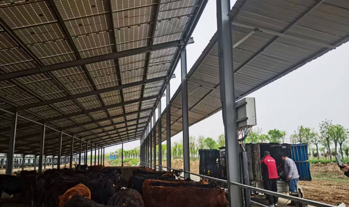 信橋鋼構(gòu)：打卡蒙陰農(nóng)業(yè)溫室大棚、青州黑牛養(yǎng)殖基地！(圖4)