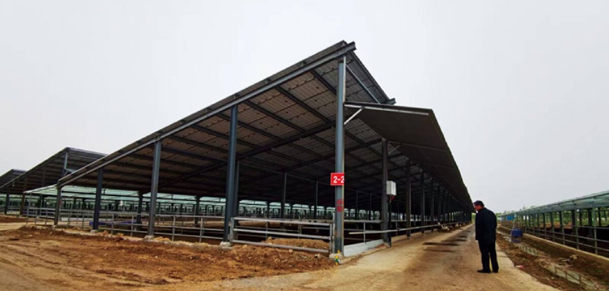 信橋鋼構(gòu)：打卡蒙陰農(nóng)業(yè)溫室大棚、青州黑牛養(yǎng)殖基地！(圖5)